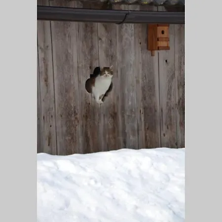 Charmantes Gaestehaus Am Waldrand In Alpiner Lage Siehe Auch Zweites Objekt Gaestewohnung In Altem Vakantiehuis