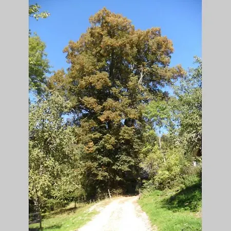 Charmantes Gaestehaus Am Waldrand In Alpiner Lage Siehe Auch Zweites Objekt Gaestewohnung In Altem