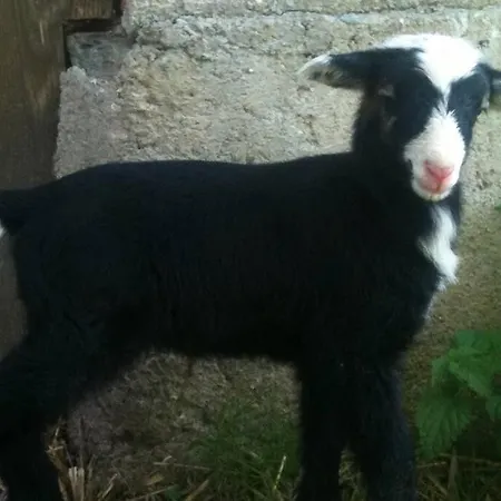 Charmantes Gaestehaus Am Waldrand In Alpiner Lage Siehe Auch Zweites Objekt Gaestewohnung In Altem 別荘 *